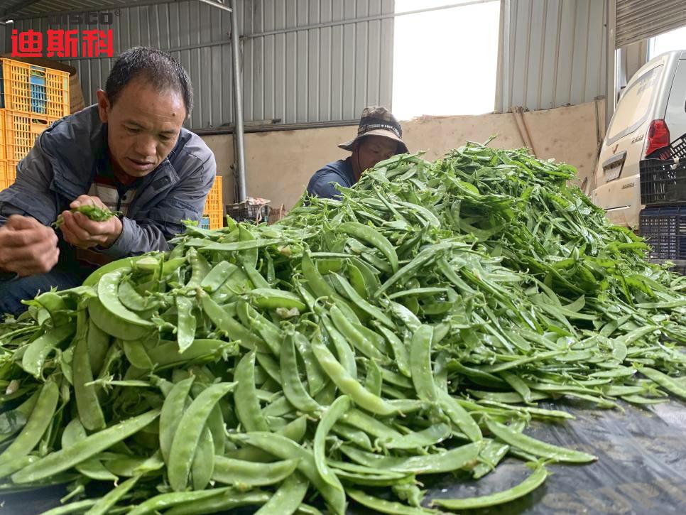 荷兰豆最好吃的品种图片,荷兰豆的种类有哪些