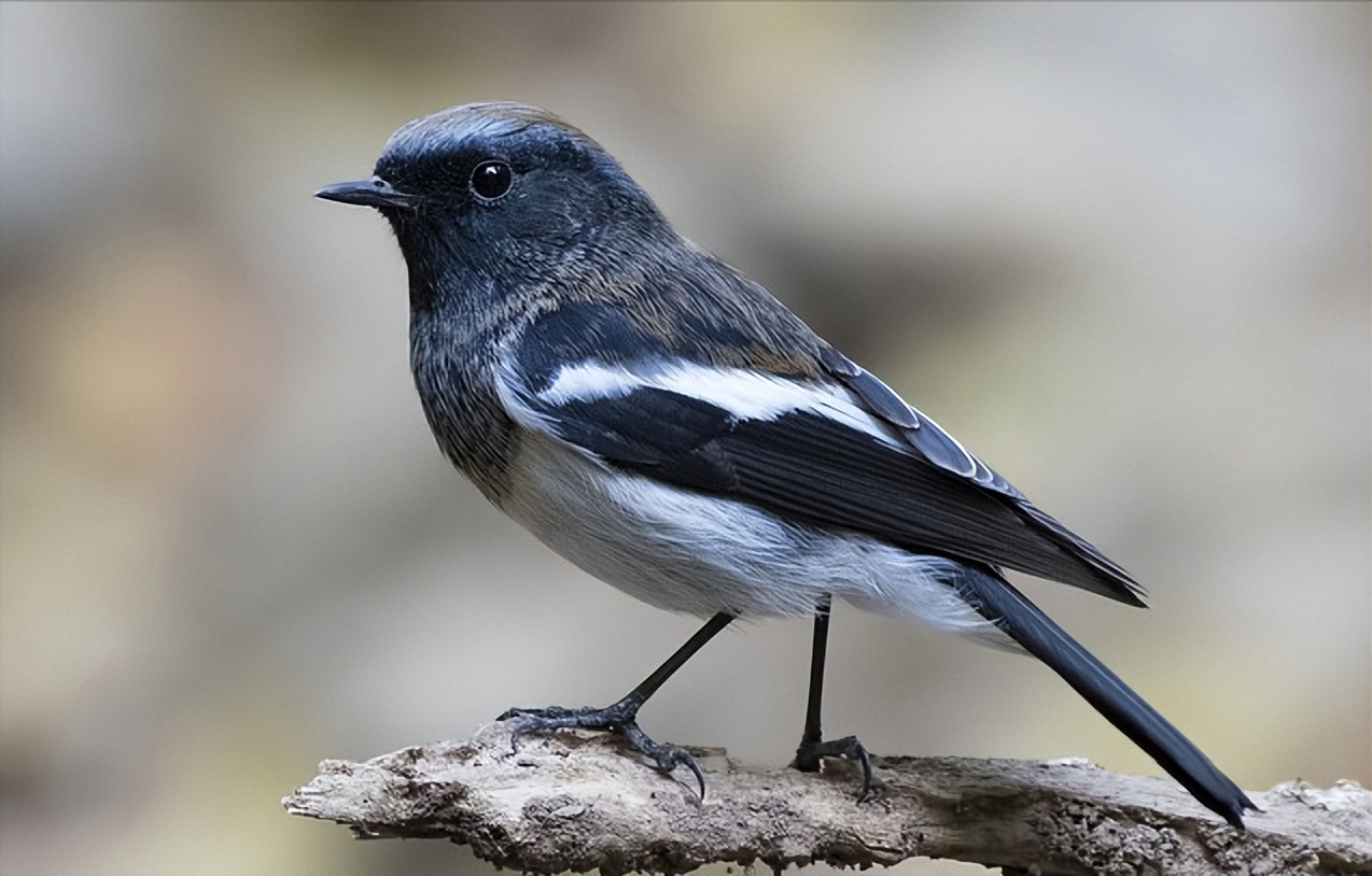 所有鸟图片大全大图,50张最佳鸟类摄影作品