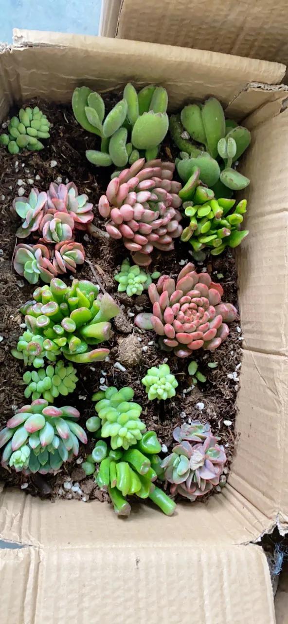 最好养不怕冷不怕热的多肉,新手小白养多肉教程