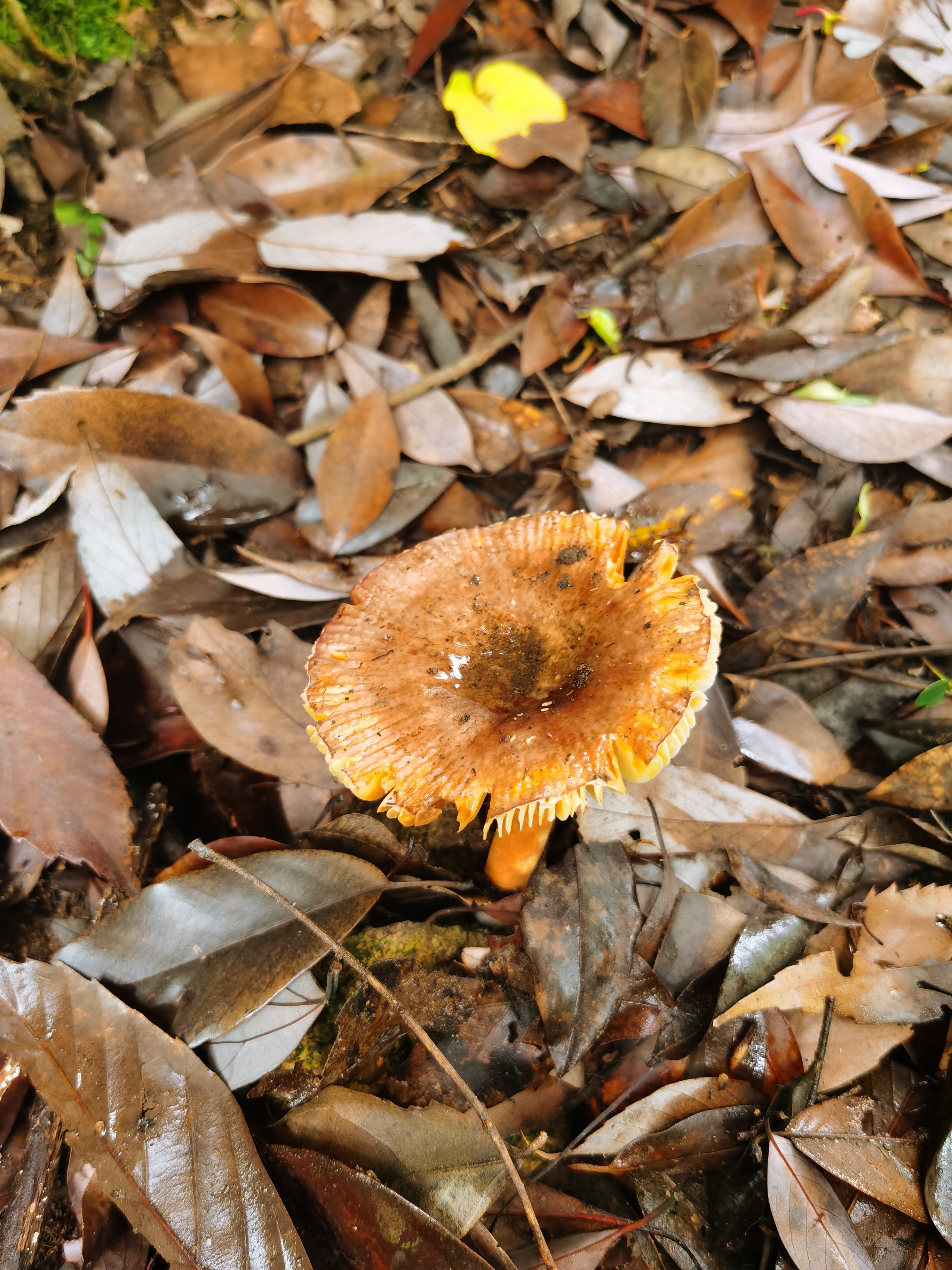 夏季嬉水好去处，初探临安蝴蝶谷