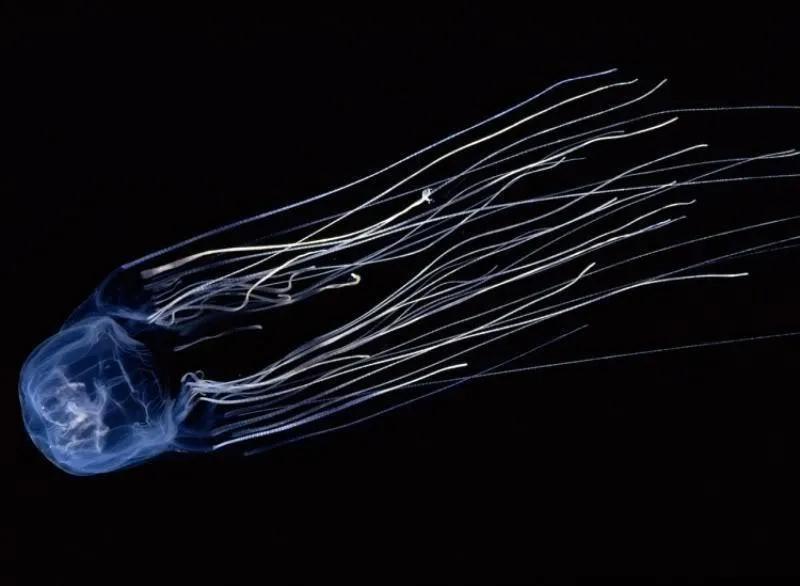 世界十大毒物动物,世界十大毒物排行榜的视频