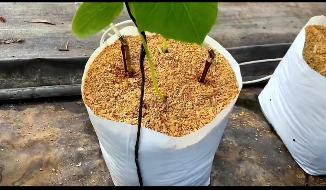 日本乡村两夫妻种菜,日本夫妇用木屑种黄瓜