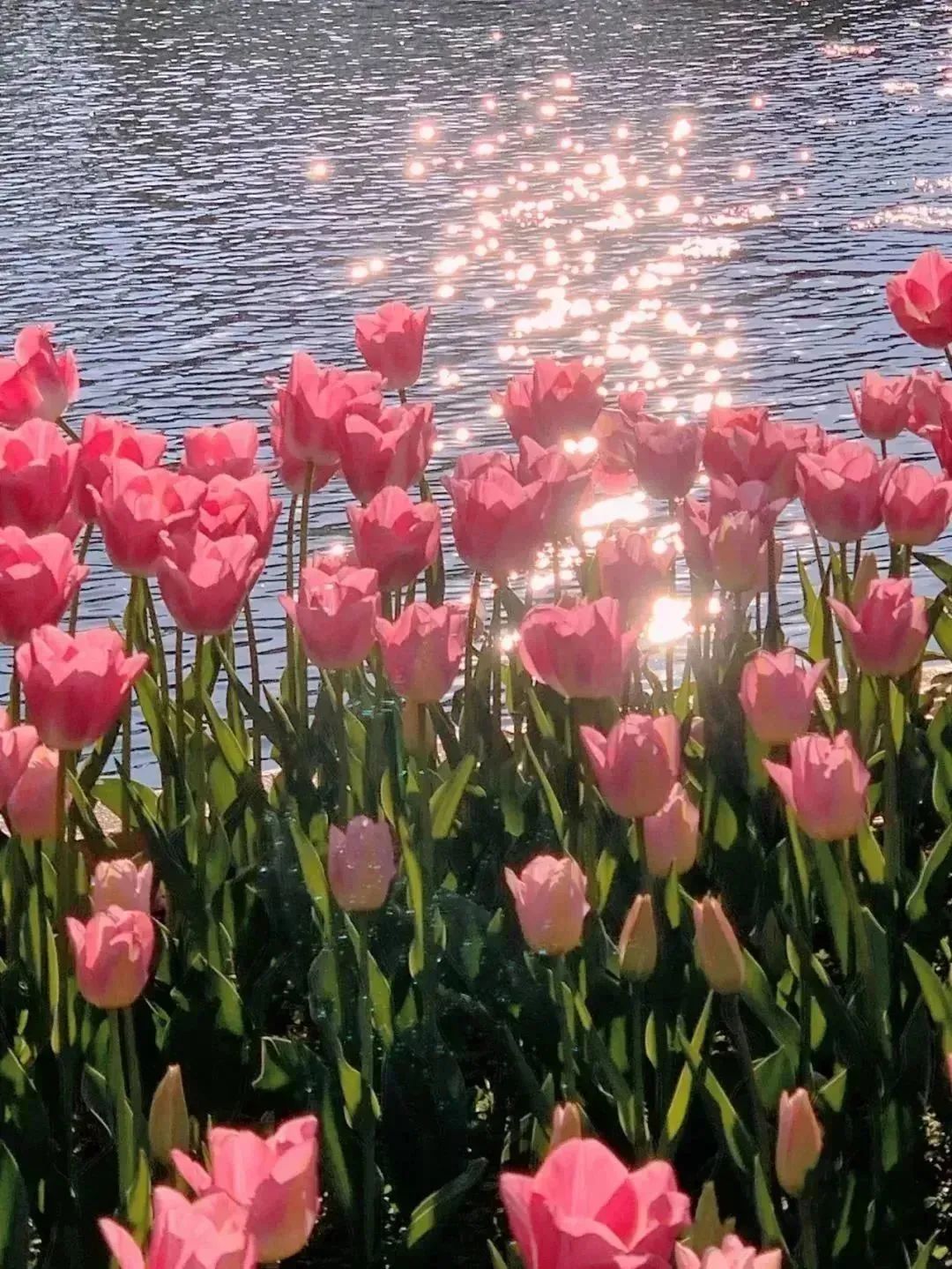 开了！开了！昆明陷入樱花海，粉色海洋铺天盖来袭
