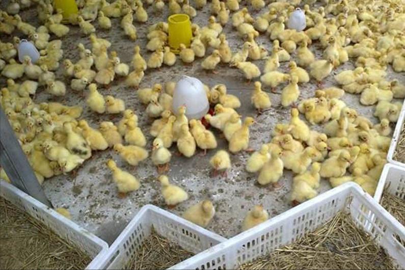 绿壳蛋鸡的养殖全过程,绿壳蛋鸡的正确养殖方法