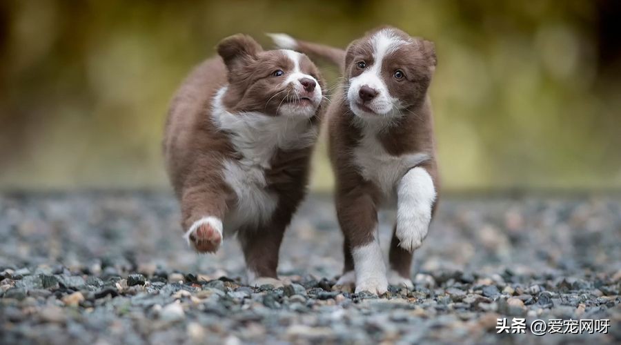 训练狗狗听话的技巧,狗狗接飞盘训练技巧