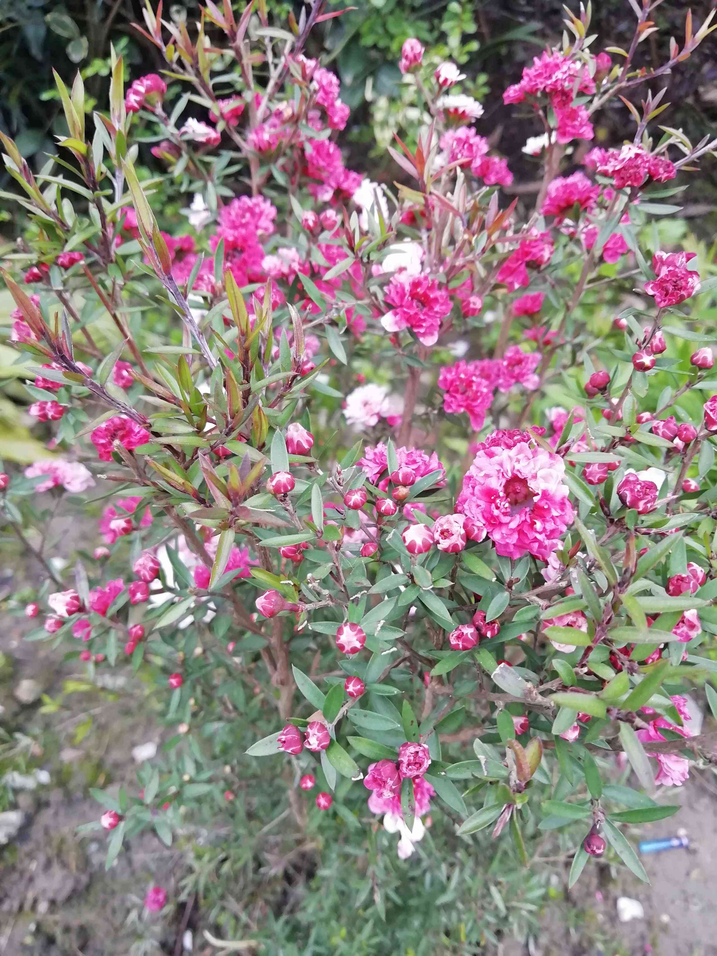 松红梅与松针梅区别,跟松红梅很像的花有什么