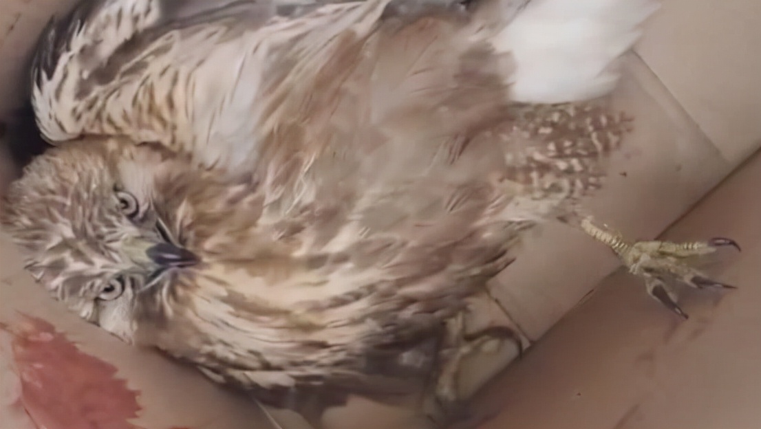 老鹰被鸡咬死,一只老鹰被鸡啄