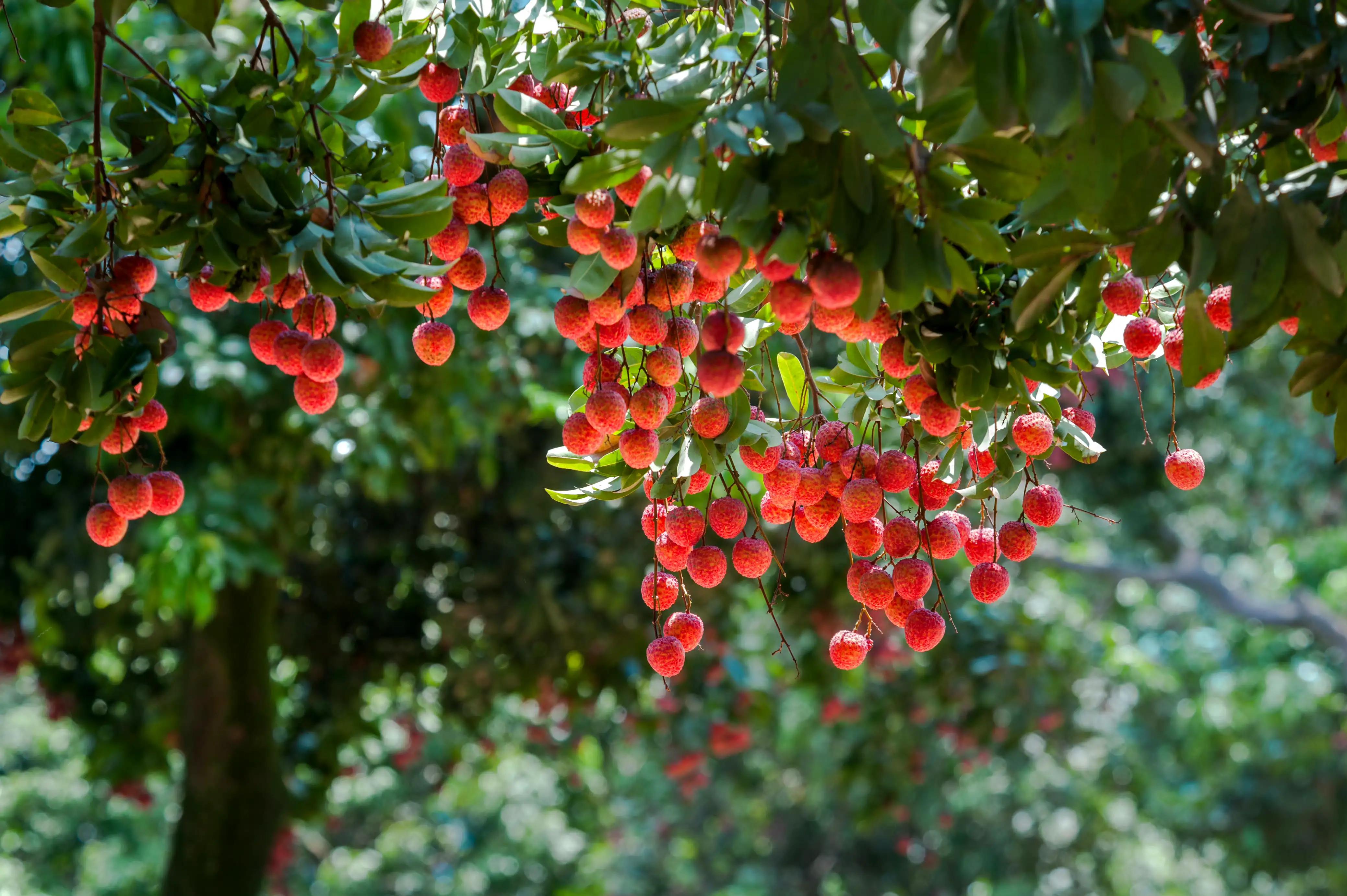 “水晶细嚼甜于蜜,满口生香玉露漙”,夏日里的荔枝又鲜又红又甜