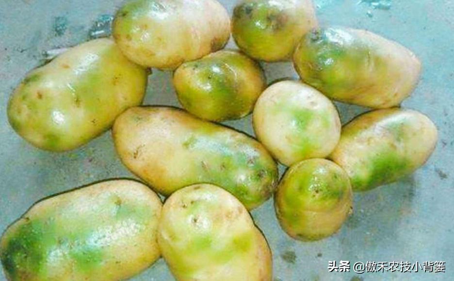土豆种芽发紫什么原因,怎样防止土豆生芽变绿