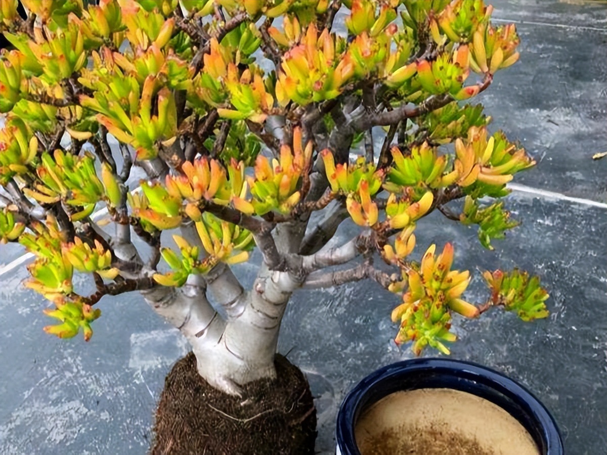 老人说，客厅见树，10家有9富，说得是真的吗？推荐9种吉祥树