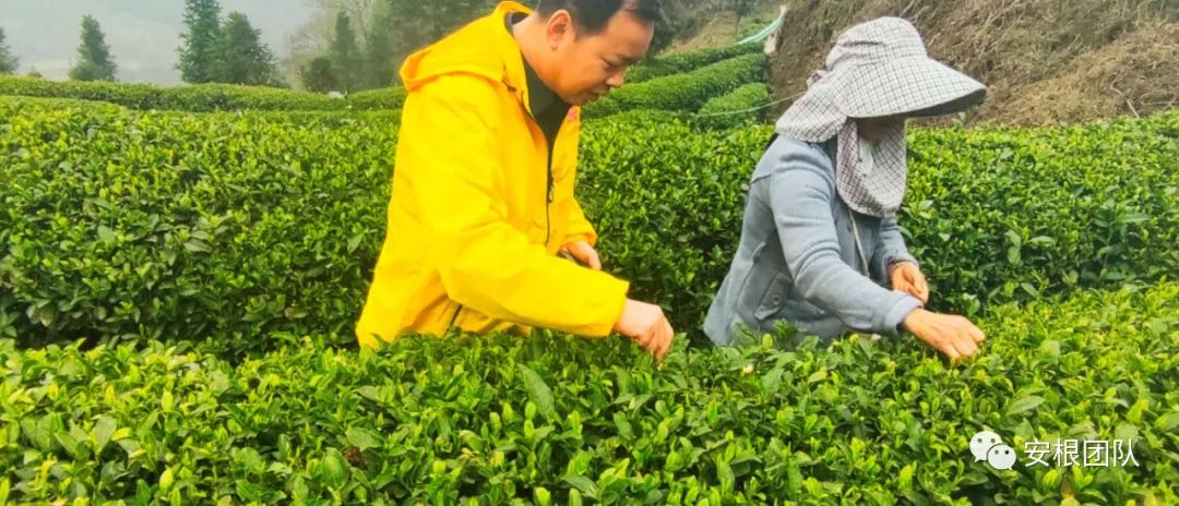 如何引导农民合作社发展,我国农民合作社发展的政策机遇