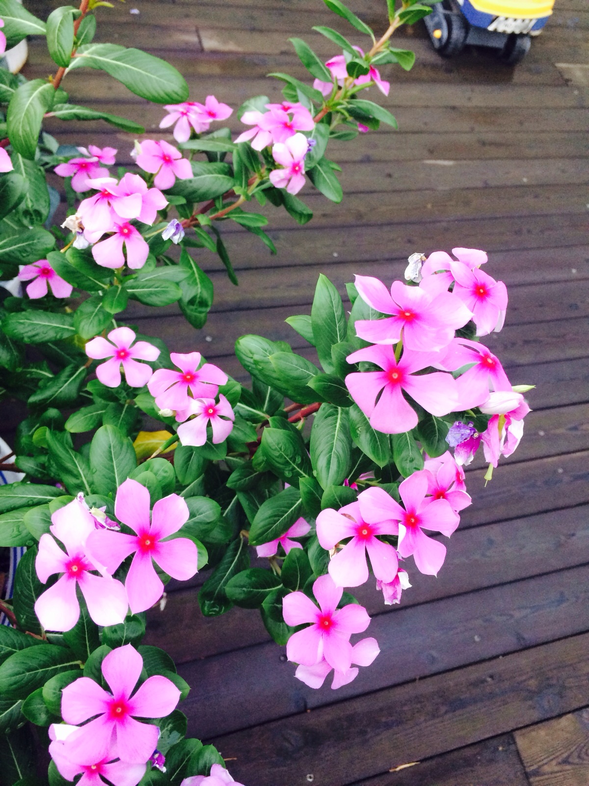 春游观赏的花有哪些,春天赏花什么花好看