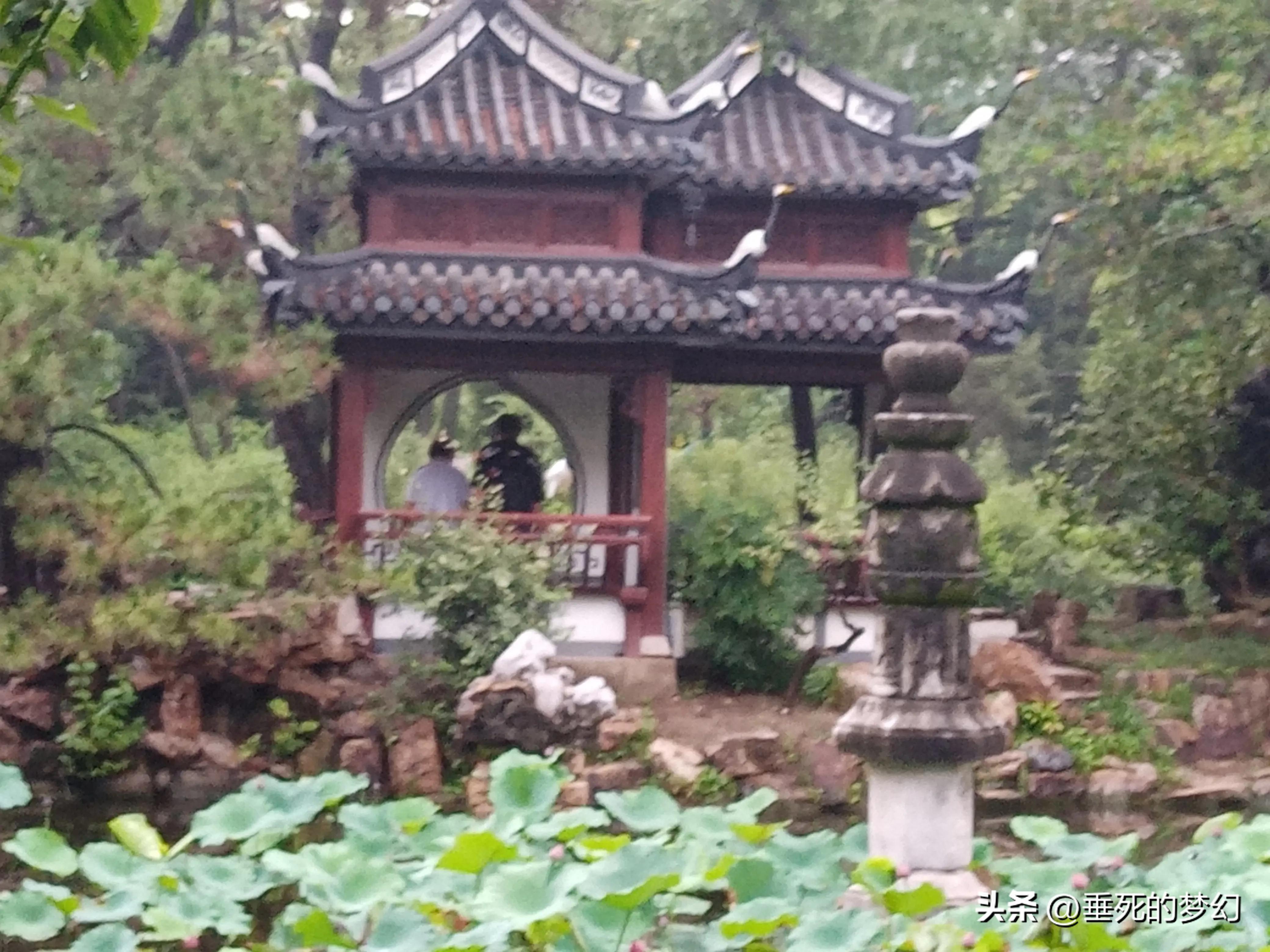 烟雨荷花情,荷花雨中