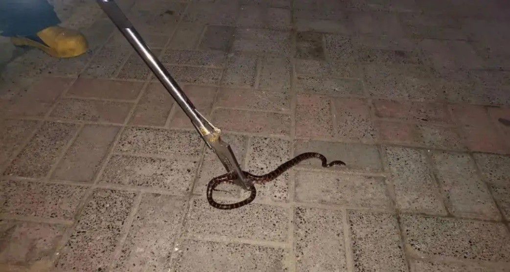 野生蟒蛇为什么不攻击人,巨蟒蛇蜕皮的过程