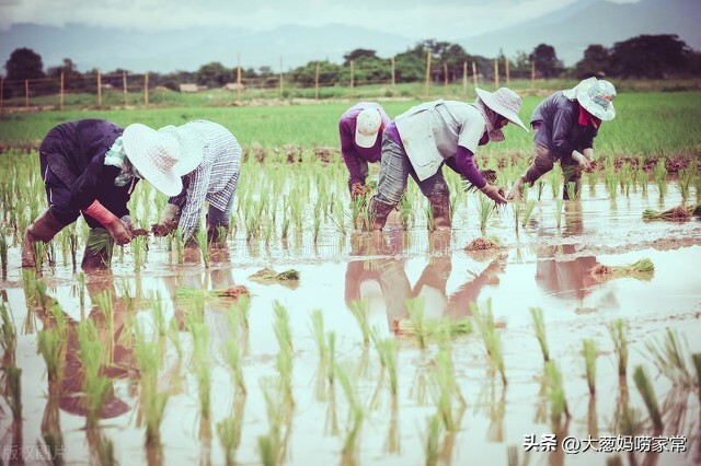 65岁河南大妈月入5万,月入10万六十多岁农村大妈