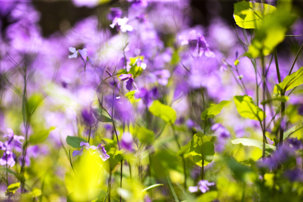 西厢记中听琴,《西厢记》昆曲听琴