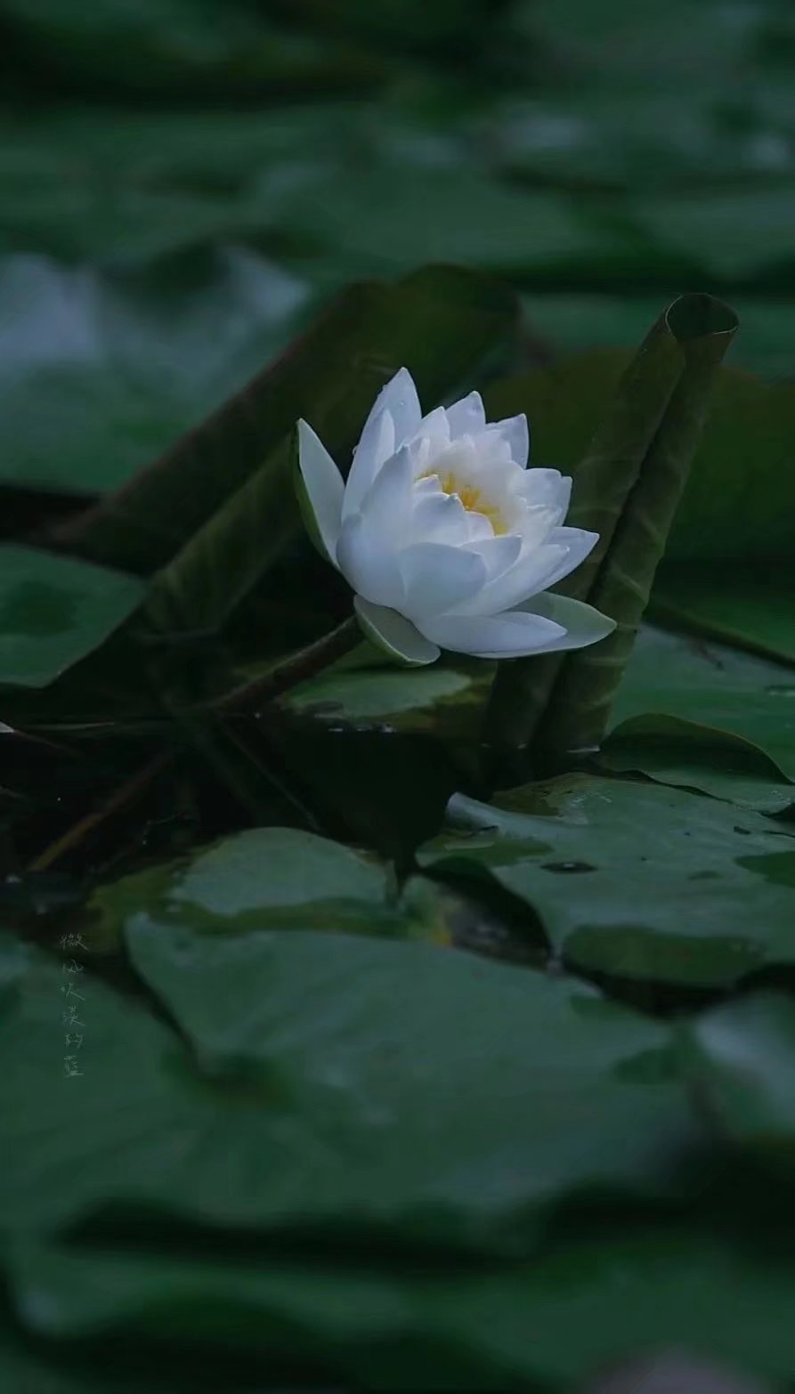 优美散文聆听岁月的心语,散文慢煮时光淡品人生滋味