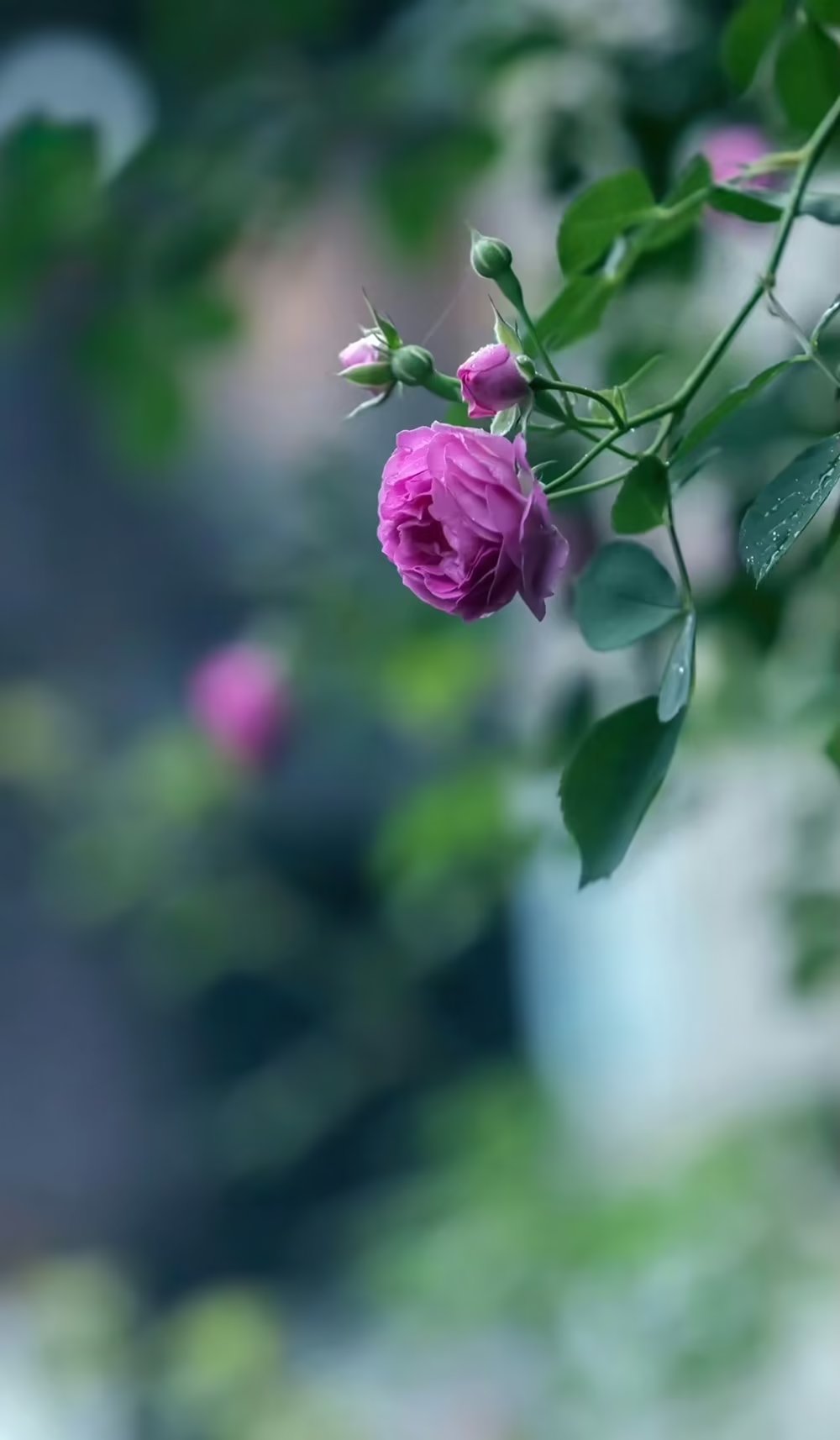 到了一定年纪就学会了止语之心,到了一定年龄应懂得止语止心