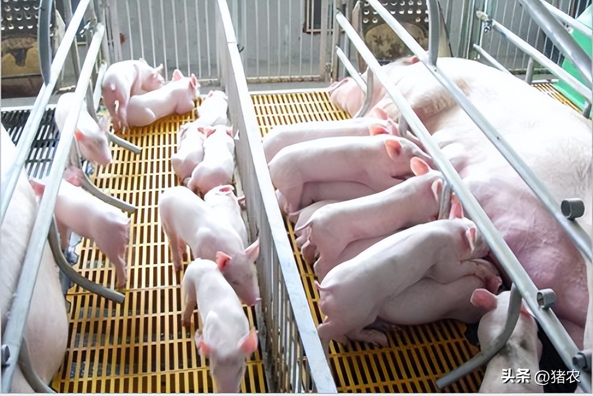 养三元猪优点,三元猪的正确饲养方法