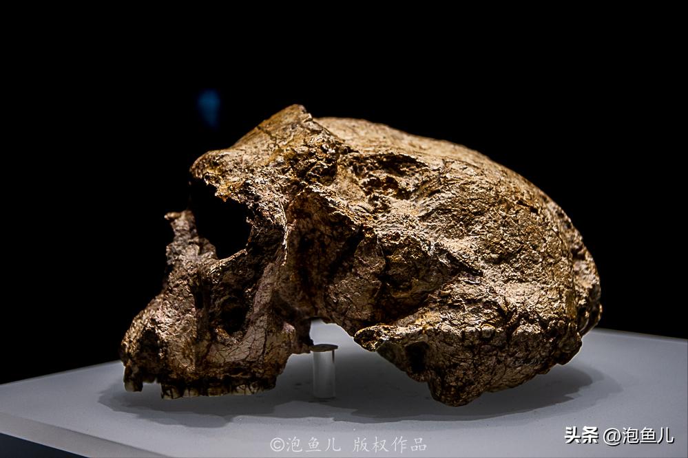 湖北大山发现30万枚恐龙蛋！村民竟拿去垒猪圈，这也太魔幻了吧