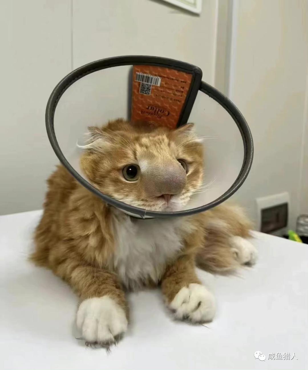 京东双十一发货慢,避免双十一发货慢请大家提前备货