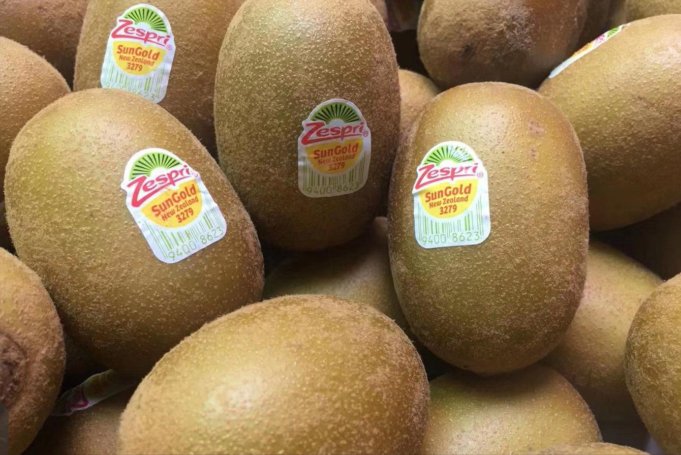 新西兰猕猴桃种植到中国,新西兰猕猴桃国内种植