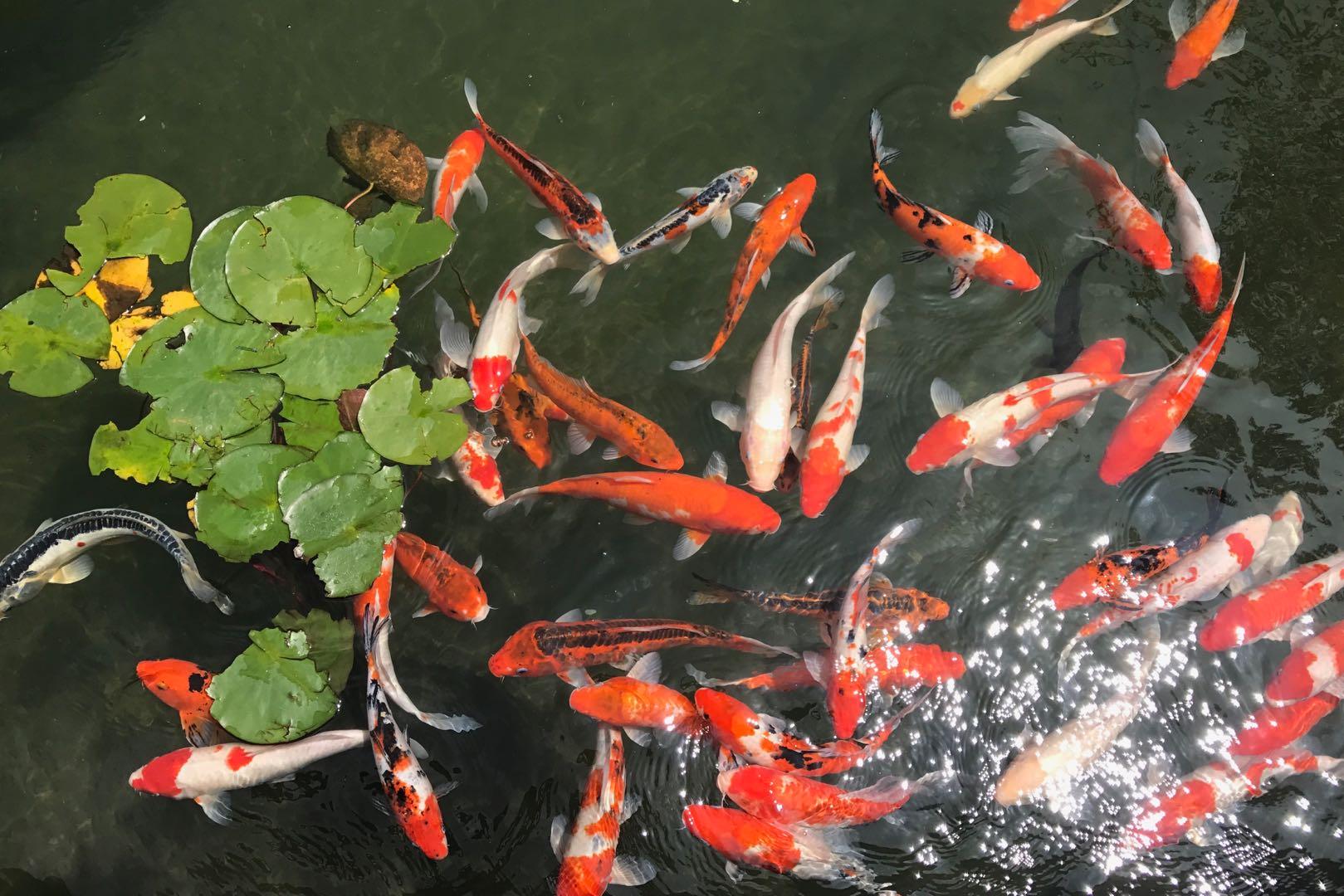 四川泸州摇蚊聚集，犹如微型“龙卷风”，摇蚊爆发真的是好事吗？