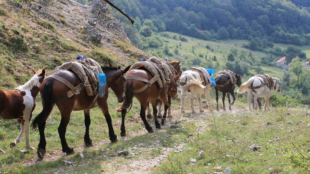 中国茶的传播对欧洲的影响,中国茶的传播