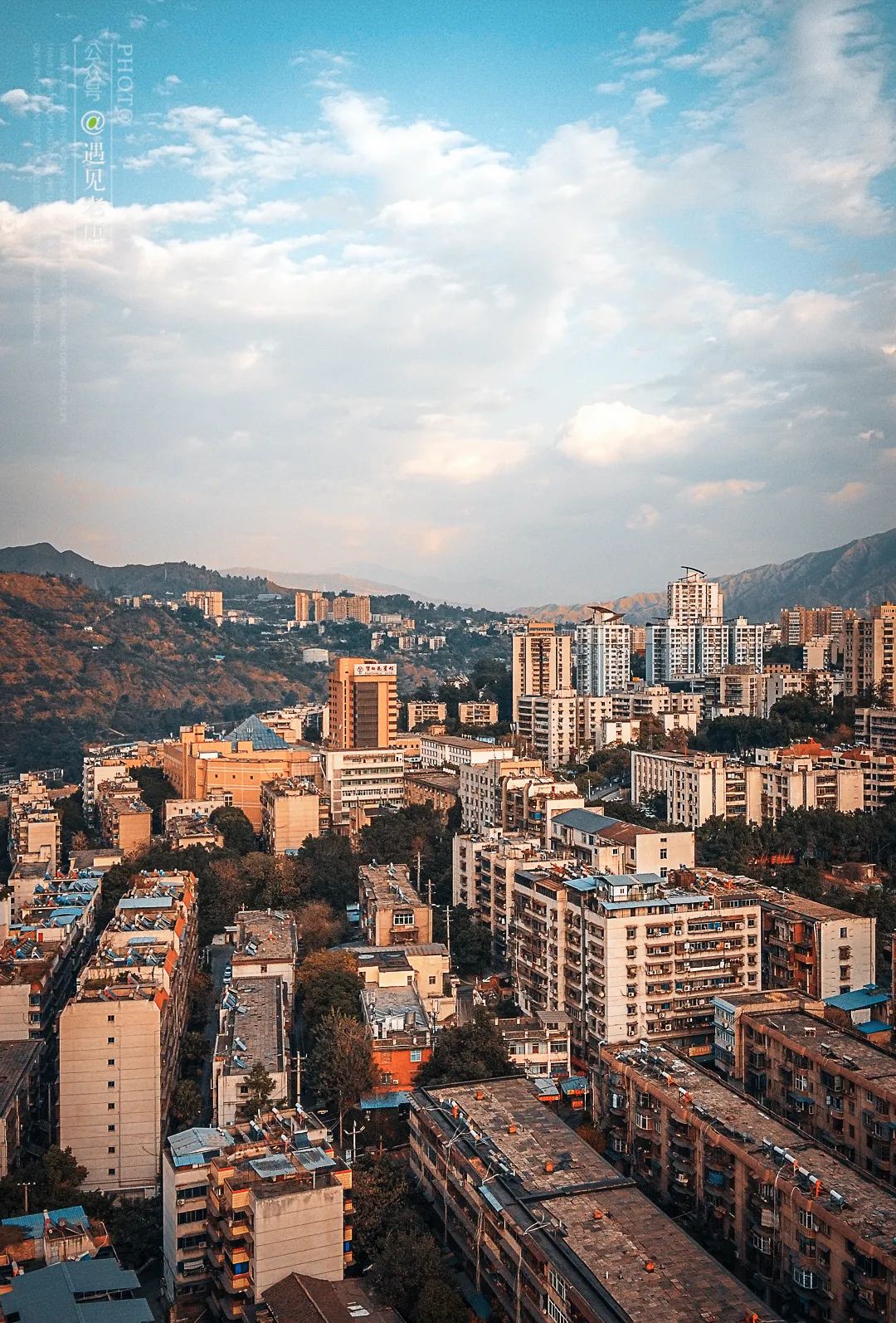 攀枝花是一种什么花,什么是攀枝花铁树