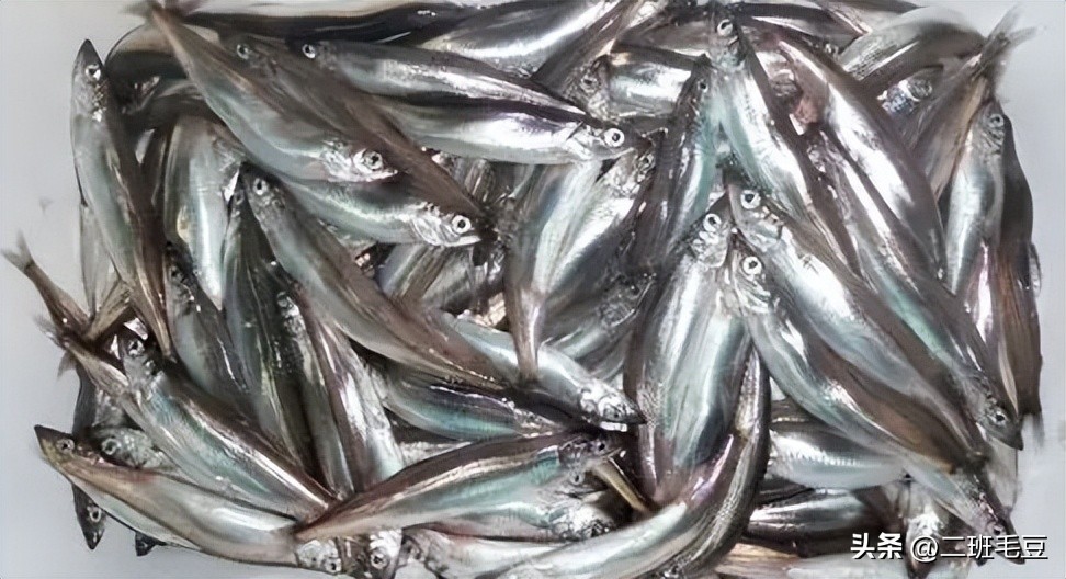 年年有鱼（三十一）：铁板多春鱼