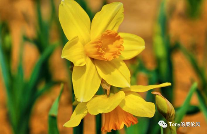 英国冷知识真的假的,英国冷知识