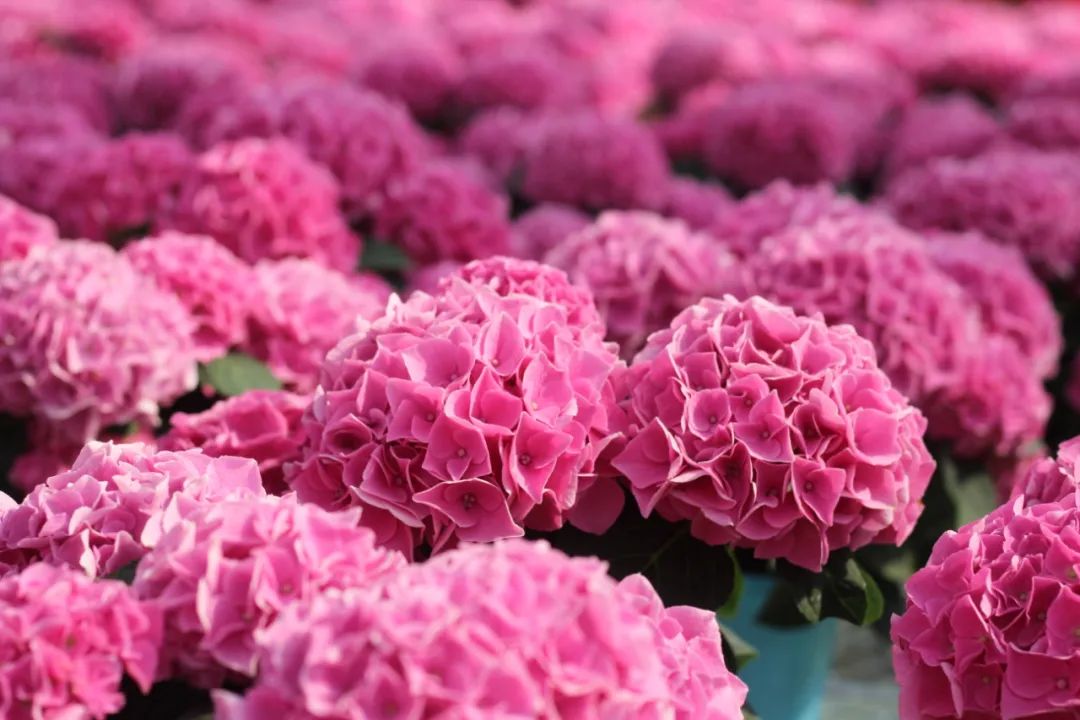 身边一抹蓝,最美蓝色绣球