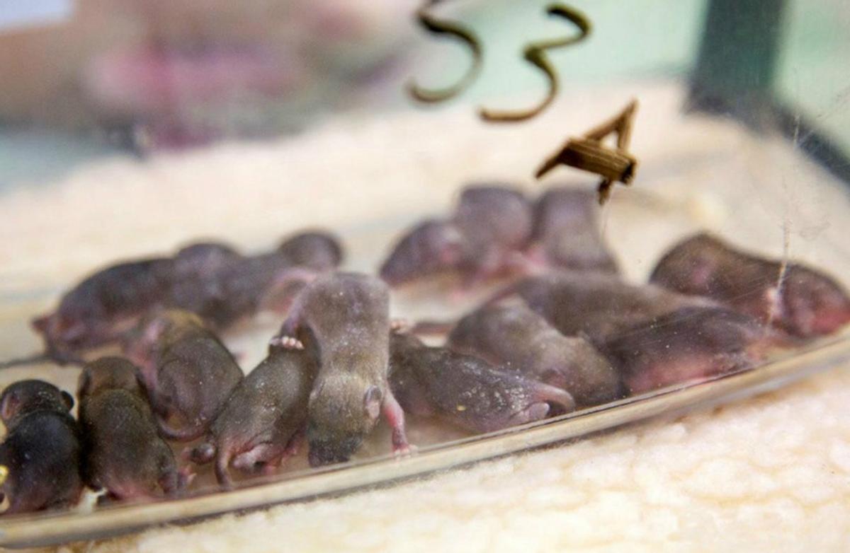 养鸡场数十只小鸡一夜被咬死，凶手竟是老鼠？普通耗子那么厉害？