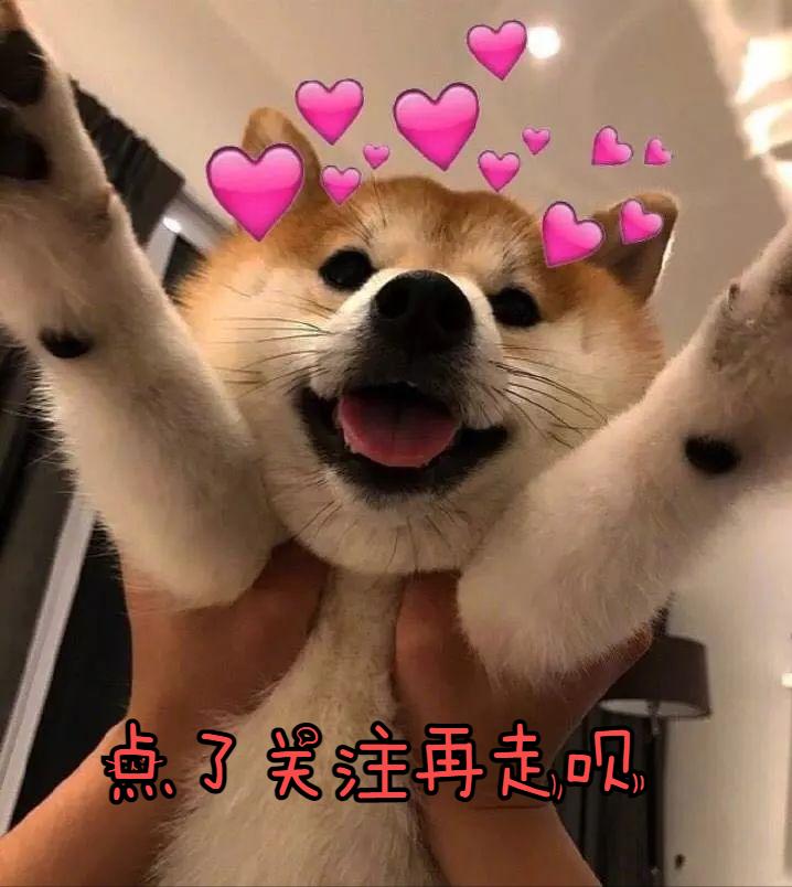 黑色拉布拉多和金毛哪个好养,农村养黑色拉布拉多