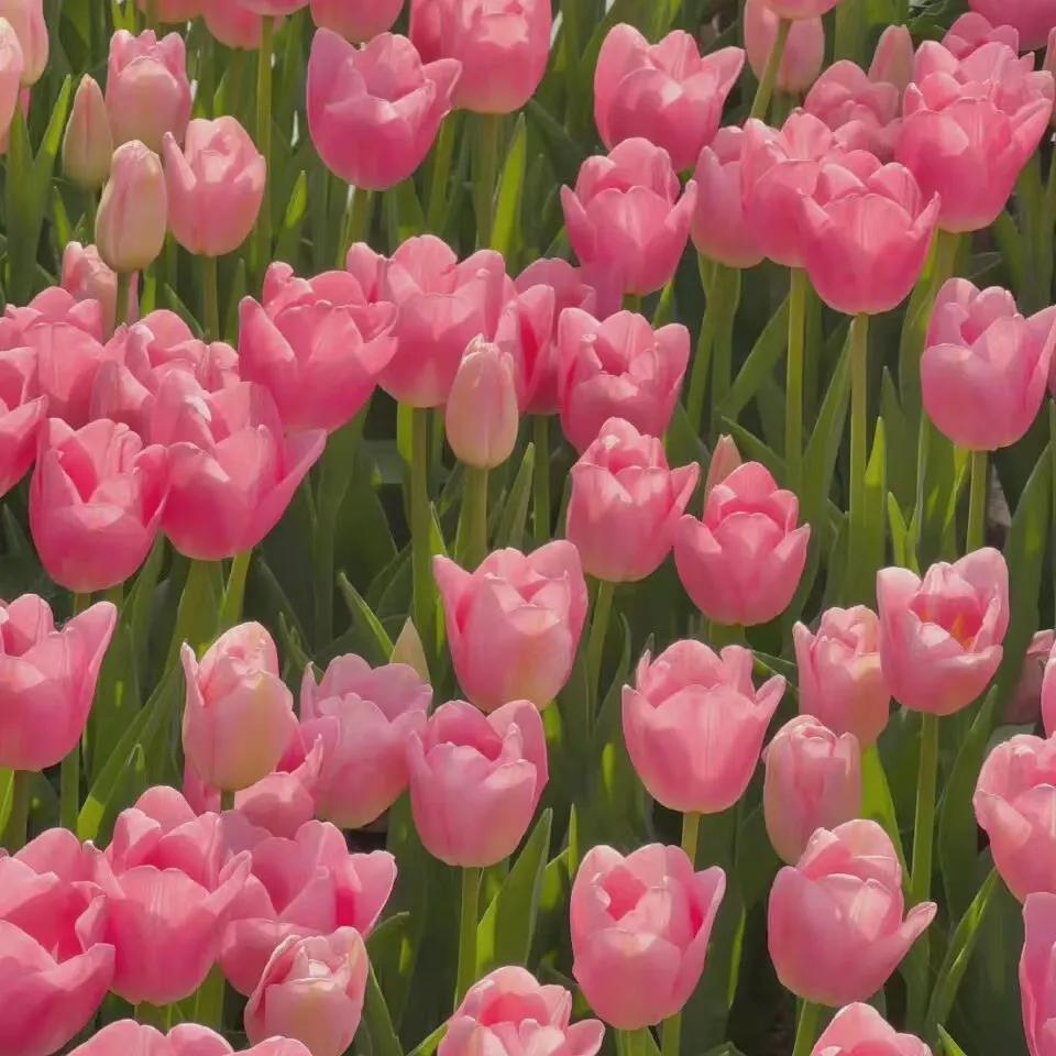 黑色背景郁金香高清图片,粉色郁金香背景视频