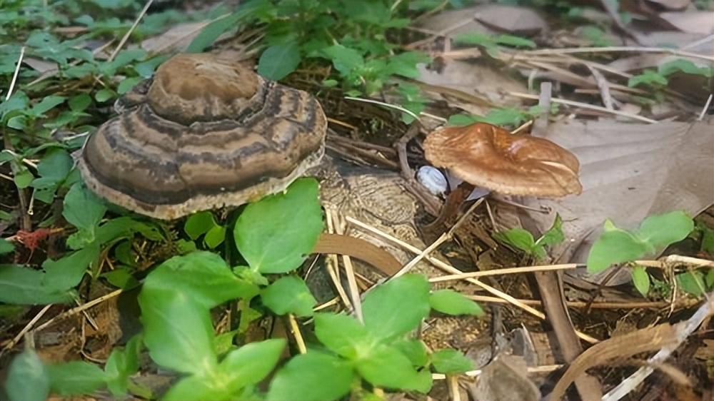 坟上有洞晚辈受穷,坟上有洞子孙穷