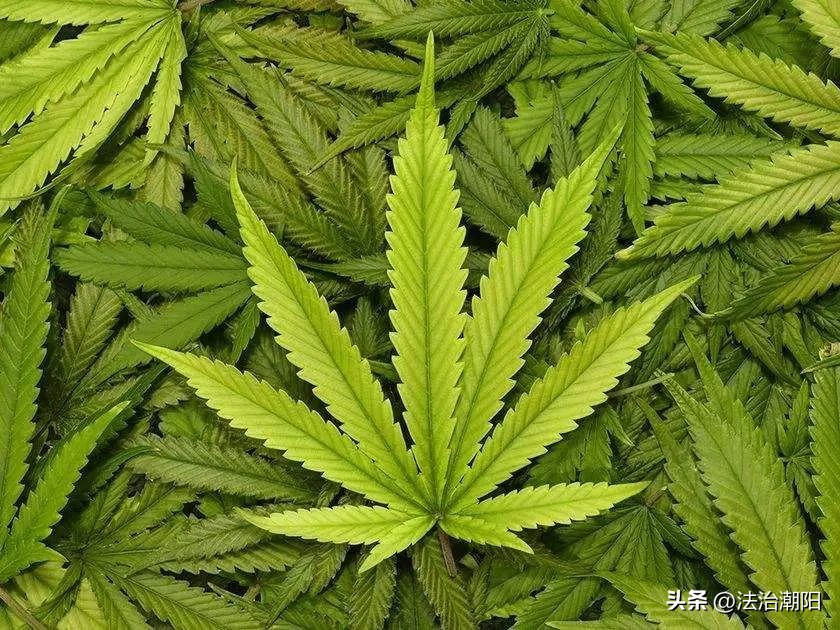 泰国大麻合法化对中国造成的影响,泰国现在的政治制度去旅游安全吗