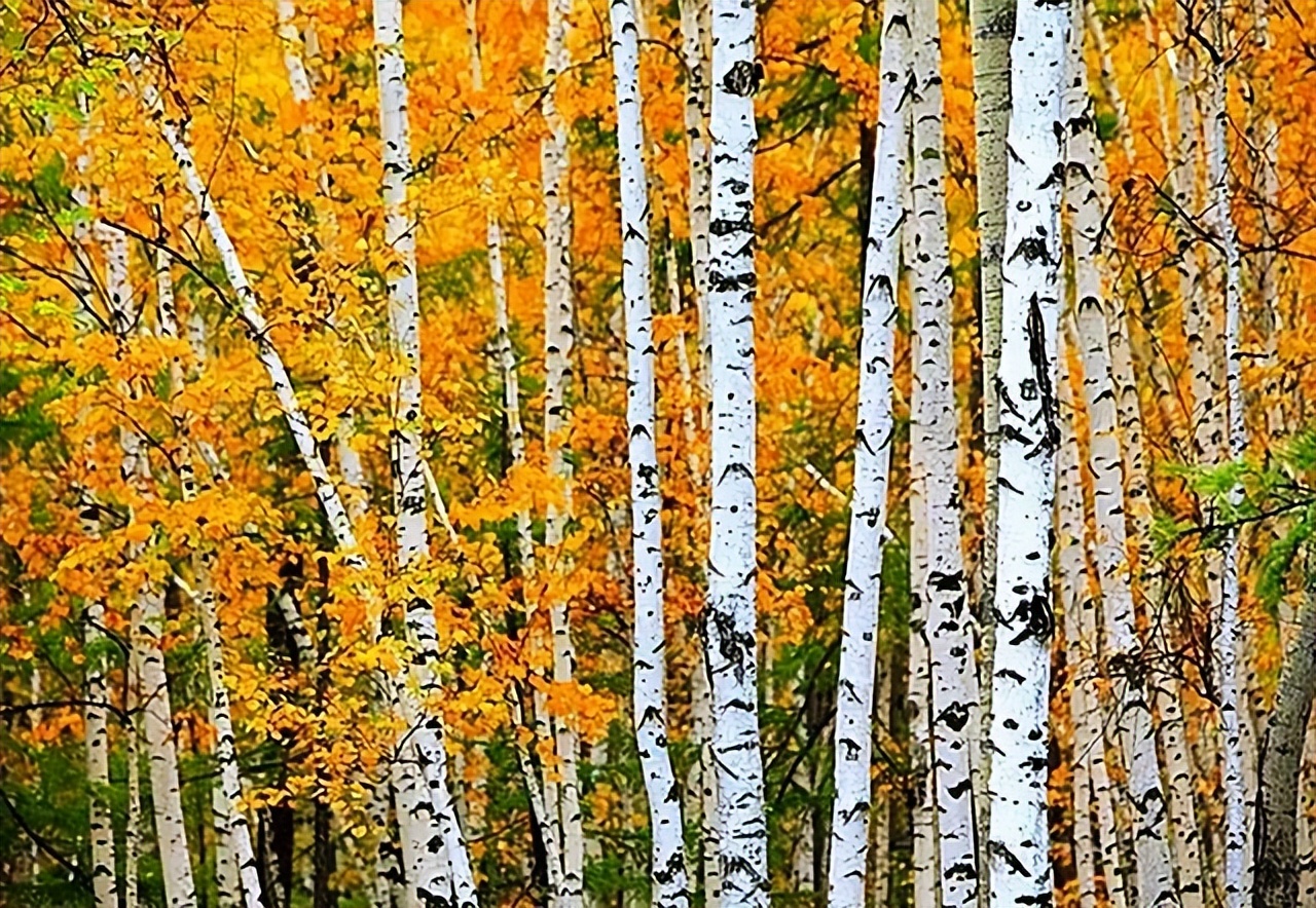 16年四川小伙去俄罗斯种土豆，不久后身家过亿，被西方企业使阴招