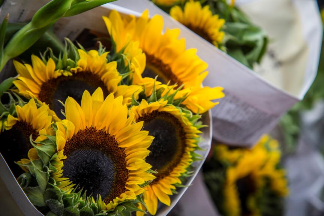 父亲节送康乃馨花束简单又漂亮,母亲节送康乃馨父亲节送什么花