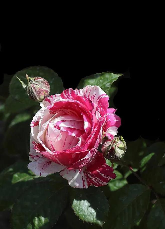 玫瑰花绝美头像,绝美玫瑰花图片