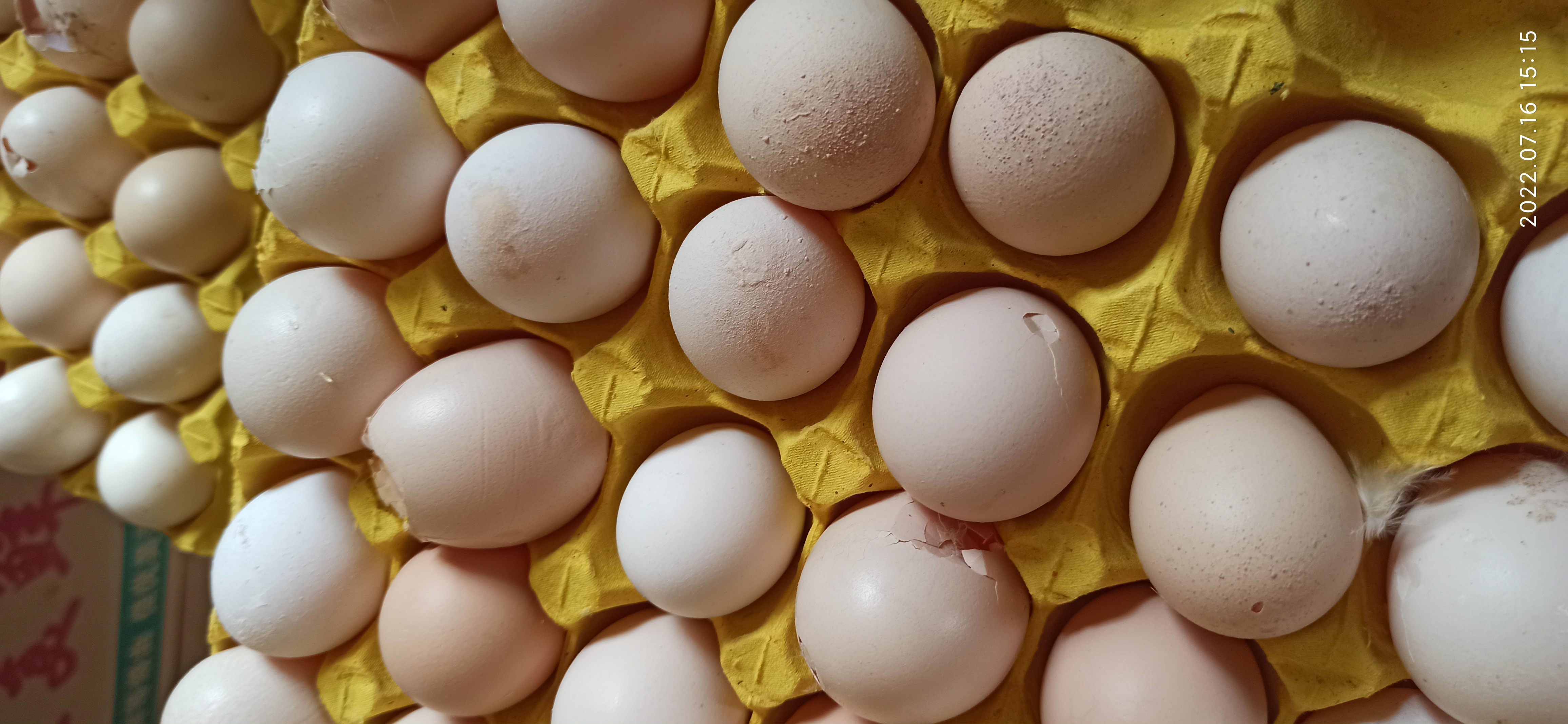 牧翔禽病研究院‖蛋鸡传染性贫血并发滑液囊支原体病例（湖北）69