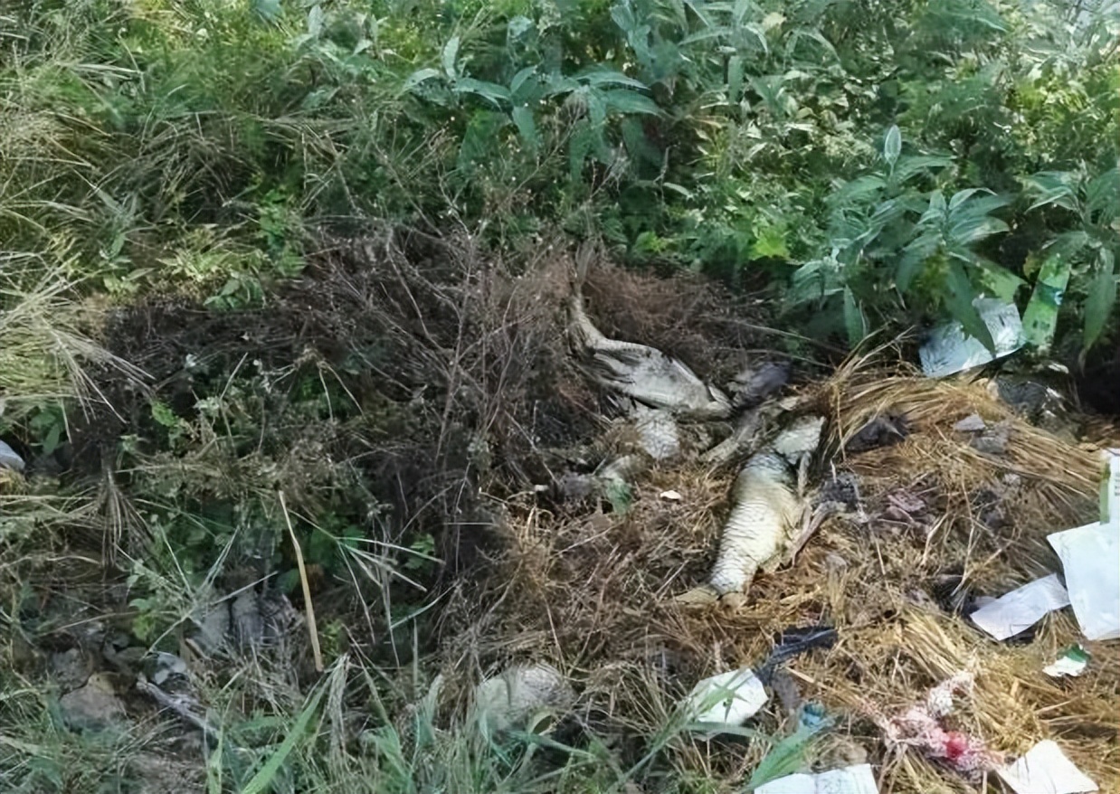 草鱼肠炎烂鳃怎么形成的,草鱼烂鳃的原因及治疗