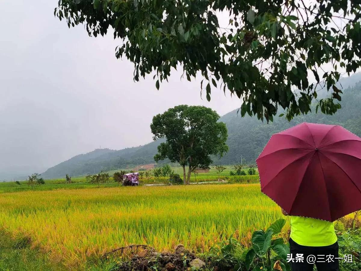 三伏热不热就看芒种,三伏不热就看三月三