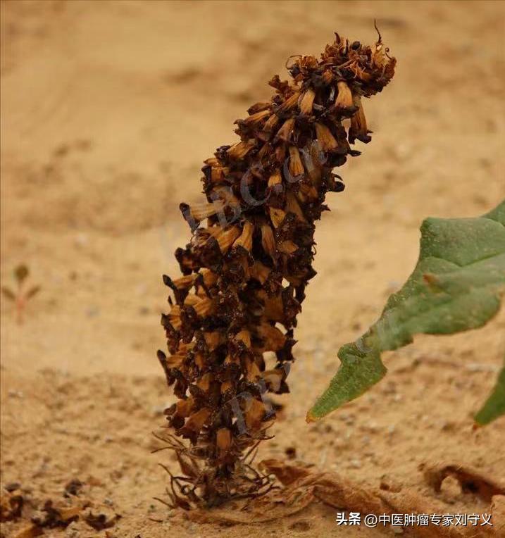 肉苁蓉治疗癌症,和肉苁蓉同效的中药