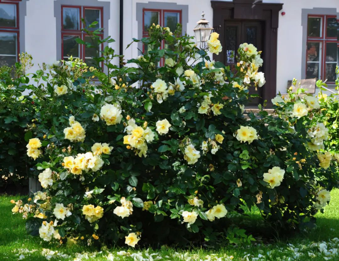 比较鲜又好养的月季品种,最值得养的大花浓香月季品种