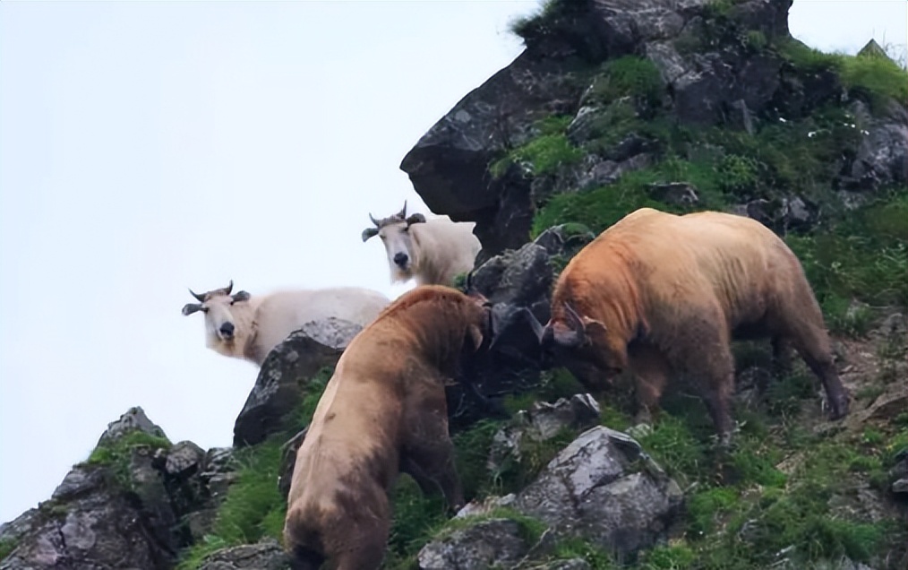 四川唐家河发现大量“六不像”觅食，没有天敌，林中称王称霸