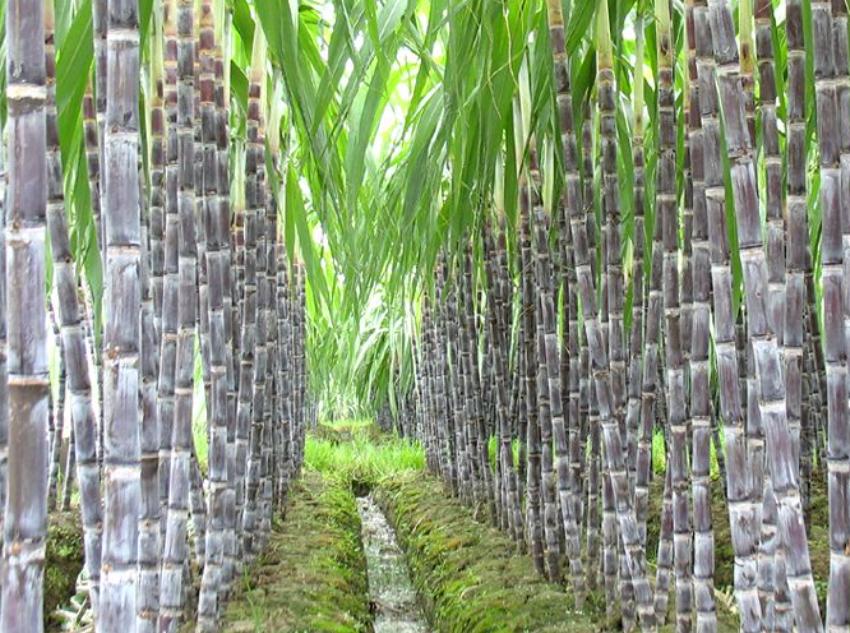 甘蔗属于什么季节水果？甘蔗断面出现红色丝状物代表什么？