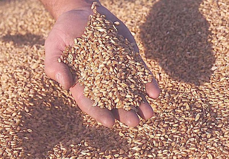 各种豆类杂粮大全,五谷杂粮中的豆类有哪些