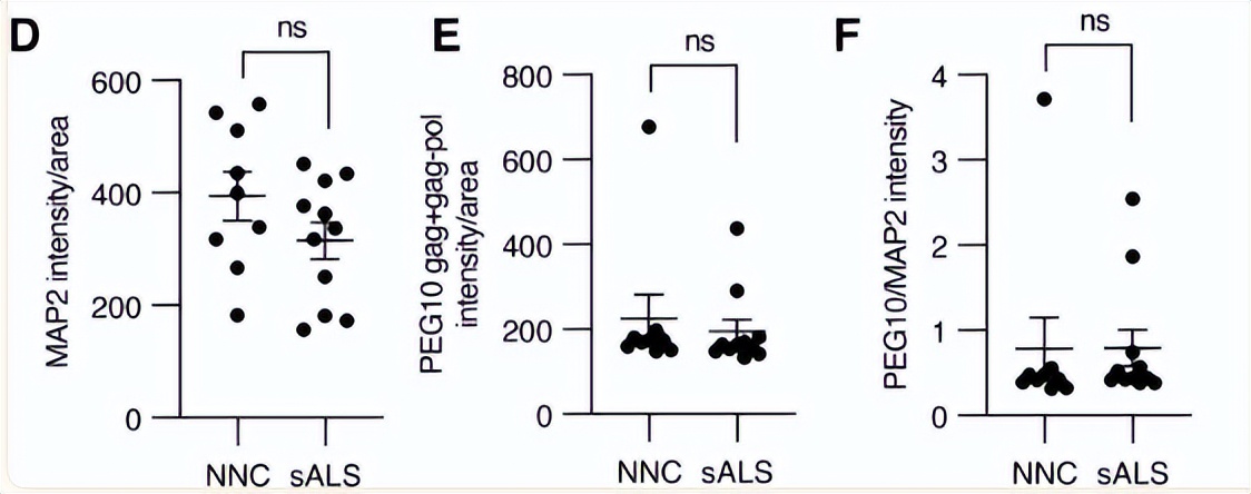 NPF2.8促进因子对拟南芥花粉表面黄酮醇糖苷积累作用的研究