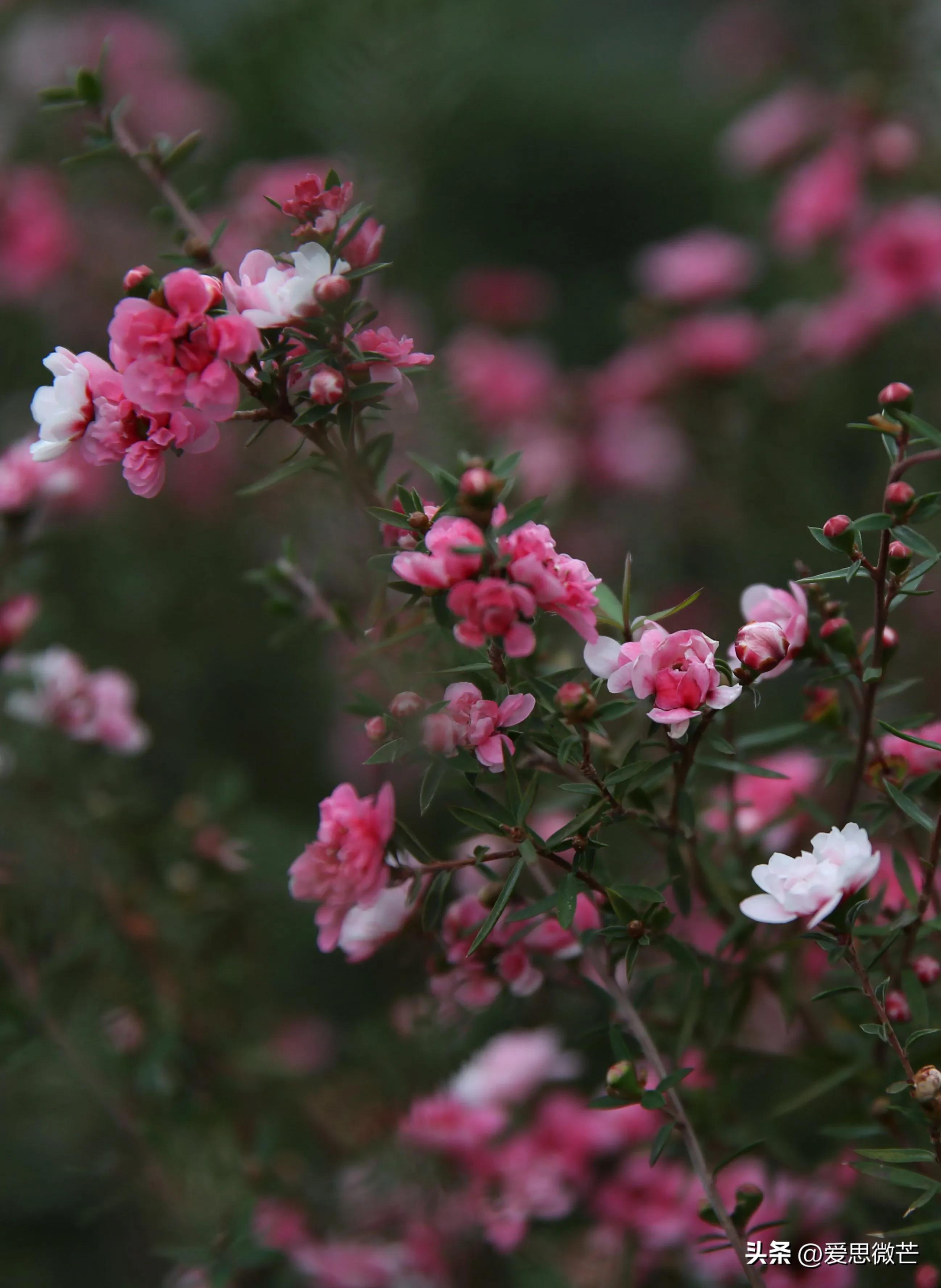 松红梅和梅花的区别,松红梅与松针梅区别